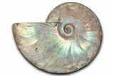 Silver Iridescent Ammonite (Cleoniceras) Fossil - Madagascar #345597-1